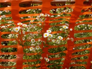 fiori, margherite, arancione, rete, prato, plastica, bianco, giallo, petali