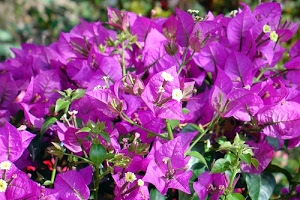 fiori, foglie, viola, verde, piante, pianta, fucsia, verdi, buganvillea, bianco, bouganville, lilla, steli, fiore, stami, petali