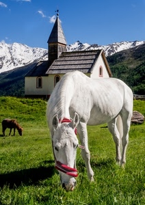 bianco, chiesa, cavallo, erba, campanile, cavalli, verde, neve, montagne, prato, montagna, rosso, chiesetta, animali, animale, pascolo, marrone, azzurro, cielo, ombra