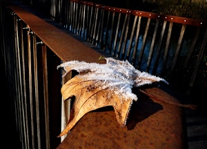 foglia, inverno, brina, marrone, ringhiera, autunno, bianco, neve, ghiaccio, mensola, balaustra, aste, gelo, bulloni, ferro, viti, secca, legno