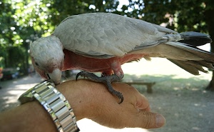 orologio, uccello, becco, mano, pappagallo, piume, zampe, alberi, artigli, polso, cinturino, zampa, penne, bracciale, ala, dita, pollice, volatile, acciaio