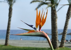 fiore, mare, palme, arancione, spiaggia, alberi, verde, sfocato, macro, acqua, gambo, piante, ombrelloni, cielo, petali