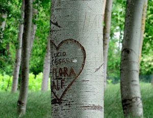 cuore, alberi, tronchi, erba, verde, incisione, foglie, grigio, tronco, bosco, nomi, lettere, scritta, pioppi, parole, albero, corteccia, incisioni, scritte