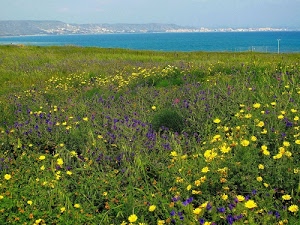 erba, fiori, mare, prato, viola, verde, giallo, flora, azzurro, cielo, costa, campo, lago, acqua, gialli, petali