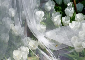 velo, bianco, fiori, tulipani, petali, verde, foglie, tulle