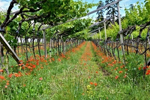 papaveri, erba, verde, rosso, fiori, filari, pergolato, viti, vigneto, pali, campagna, vigna, piante, sostegni, natura, filare
