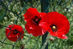 papaveri, rosso, verde, rete, petali, fiori, recinzione, gambi, rossi, tre, corolle, corolla, pistilli, fiore