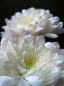 petali, fiori, bianco, macro, due, pistilli, bianchi, fiore, dalie