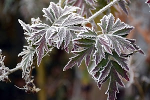foglie, brina, ramo, inverno, freddo, verde, bianco, ghiaccio, macro, pianta, invernale, gelo, galaverna