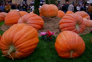 zucche, fiori, arancione, arancio, persone, prato, verde, fiera, verdura, ortaggi