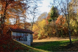 alberi, autunno, casolare, bosco, giallo, foglie, prato, colori, ottobre, verde, marrone, casa, erba, rosso, casetta, cielo, arancione, ombra, rami