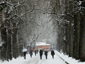 alberi, neve, casa, ombrelli, inverno, viale, rami, persone, bianco, tronchi, strada, camminare, passanti, comignolo, nevicare, nevicata, passeggiare