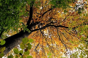 foglie, albero, tronco, autunno, rami, verde, giallo, alberi, marrone, prospettiva, arancione, bosco