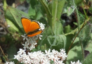 farfalla, fiori, bianco, ali, insetto, foglie, verde, arancione, fiore, antenne, petali, natura, sfocato, arancio