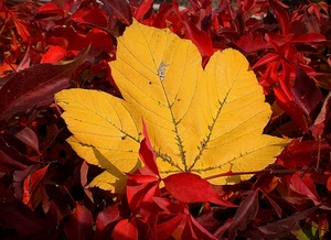 giallo, rosso, foglie, autunno, foglia, bicolore