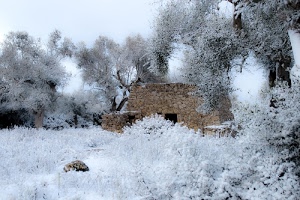 bianco, alberi, neve, rudere, inverno, brina, piante, rami, pietre, invernale, marrone, cielo, freddo, paesaggio, sassi, casolare