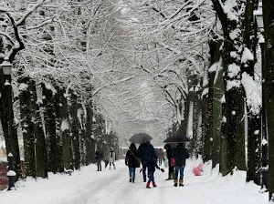 alberi, neve, ombrelli, inverno, viale, rami, persone, bambini, bianco, invernale, ombrello, rosso, tronchi, passanti, strada, rosa