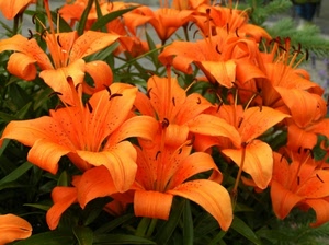 fiori, arancione, arancio, verde, petali, gigli, fiore, giglio, foglie, natura, pistilli