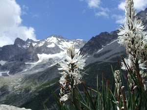 fiori, neve, nuvole, cielo, montagne, bianco, montagna, verde, piante, roccia, vette, bianchi