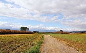 nuvole, alberi, strada, cielo, erba, campagna, verde, campi, sentiero, mais, pianura, azzurro, paesaggio, coltivazioni, terra, granoturco