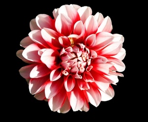 fiore, petali, rosa, nero, rosso, macro, dalia, bianco