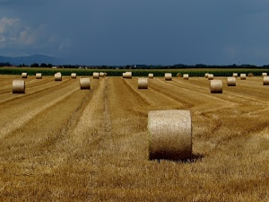 balle, cielo, fieno, campo, azzurro, giallo, campi, alberi, paglia, verde, campagna, grano, pianura, agricoltura, rotoballe, coltivazione, montagne, colline, distesa