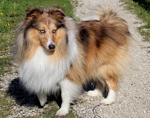 cane, pelo, occhi, zampe, muso, animale, erba, orecchie, naso, animali, verde, bianco, prato, lungo, pastore, marrone, folto, sassi, ghiaia