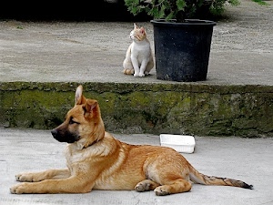 gatto, cane, animali, vaso, zampe, pianta, coda, orecchie, muso, verde, ciotola, due, musi, bianco, occhi, micio, scalino, profilo