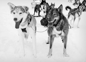 cani, lingua, bianco, neve, bianconero, zampe, animali, slitta, orecchie, occhi, lingue, pelo, muta, traino, nero, musi, inverno, guinzagli, corde, collare