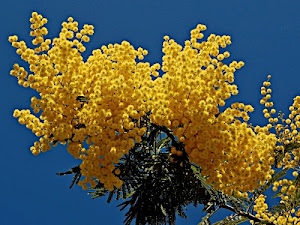 giallo, foglie, cielo, mimosa, fiori, azzurro, ramo, verde, fiore, primavera, primaverile, albero, grappoli, natura, mimose, palline, mazzo, rami