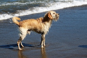 cane, mare, coda, pelo, acqua, onda, spiaggia, zampe, sabbia, bagnato, animale, bianco, riva, muso, battigia, onde, bagno, marrone, schiuma