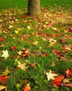 foglie, autunno, prato, erba, tronco, albero, verde, colori, rosso