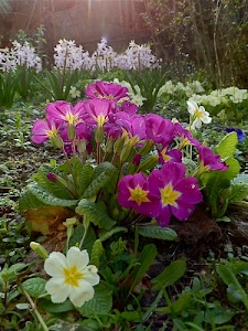 foglie, fiori, bianco, verde, primule, rosa, giallo, primavera, primaverile, corolle, erba, alberi, natura, bianchi, campo, pistilli, petali, gialle