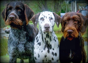 cani, orecchie, tre, pelo, animali, bianco, marrone, nero, dalmata, occhi, nasi, verde, musi, macchie, alberi, grigio, muso