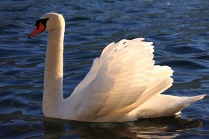 cigno, acqua, bianco, ali, uccello, becco, animale