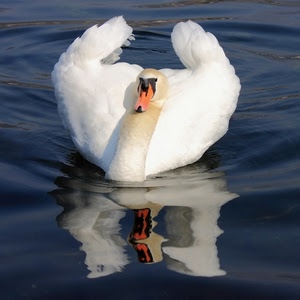 acqua, cigno, riflesso, bianco, becco, ali, piume, uccello, arancione, nero, collo, arancio, animale, lago