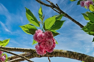 fiori, foglie, azzurro, cielo, rosa, rami, verde, primavera, nuvole, ramo, primaverile, albero, bianco, petali