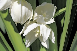 fiori, petali, bianco, verde, foglie, macro, bianchi, tre