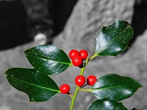 rosso, verde, bacche, foglie, agrifoglio, rosse, ramo