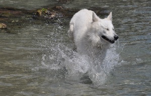 acqua, cane, bianco, spruzzi, schizzi, animale, muso