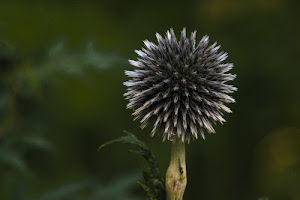 pianta, verde, fiore, gambo, cerchio, foglie, macro, sfera, stelo, uno, sfocato, foglia, natura