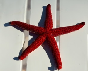 stella, marina, rosso, bianco, punte, rossa, cinque