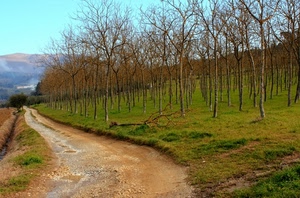 strada, alberi, campagna, verde, erba, prato, sterrato, rami, autunno, bosco
