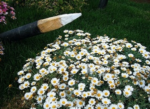 margherite, fiori, palo, bianco, erba, prato, giallo, petali, aiuola