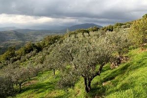 alberi, verde, nuvole, ulivi, montagne, panorama, montagna, erba