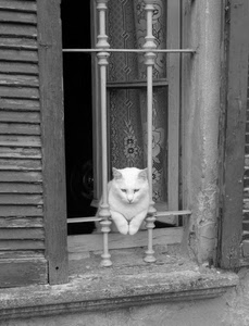 gatto, finestra, bianconero, persiane, tendina, inferriata, animale, felino, bianco, zampe, micio, persiana, tenda