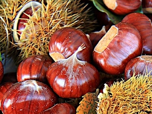 castagne, marrone, ricci, autunno, riccio, lucide, marroni, spine, frutti, verde, aghi, foglia, macro, natura, giallo