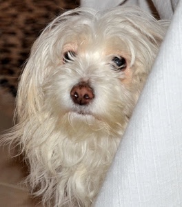 cane, naso, bianco, pelo, occhi, muso, animale, bocca, peli, animali