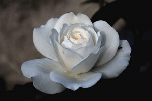 petali, rosa, fiore, bianco, ragno, bianca, formica, insetto