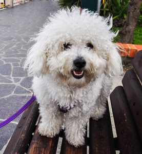 panchina, cane, bianco, muso, pelo, guinzaglio, denti, barboncino, viola, occhi